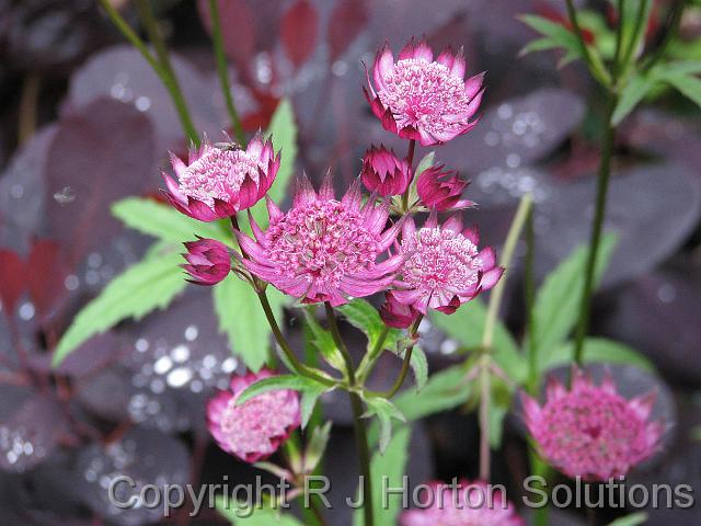 Astrantia Pink_1